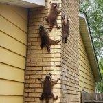 Racoons on a chimney