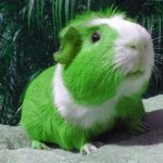 Green guinea pig