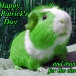 Guinea pig greetings | Happy 
St. Patrick's 
Day; and thanks for the clover! | image tagged in green guinea pig,holidays,guinea pig,st patrick's day | made w/ Imgflip meme maker