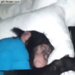 waking up chimp