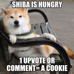 Upvote plz | SHIBA IS HUNGRY; 1 UPVOTE OR COMMENT= A COOKIE | image tagged in cool shiba inu | made w/ Imgflip meme maker