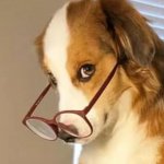 Dog glasses meme