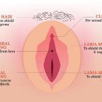 Meet the Vulva