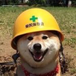 saftey doggo