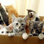 Kittens Kitten Cat Cats