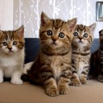 Kittens Cats