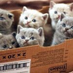 Kittens cats box