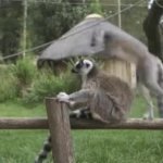 Lemurs GIF Template