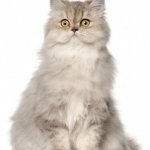 Persian Cat - light grey