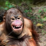 Smiling Orangutan