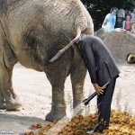 A Republican in search of ideas - elephant flashlight meme
