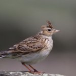 Skylark