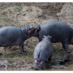 Hippo bite butt