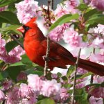 Cherry Cardinal
