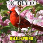 Cherry Cardinal | GOODBYE WINTER; HELLO SPRING | image tagged in cherry cardinal | made w/ Imgflip meme maker