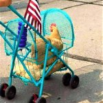 Chicken stroller