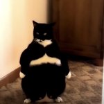 Sumo cat