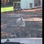 Duck running at car