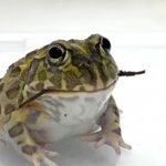 Dahli Frog