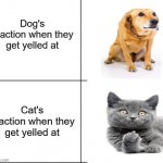 I swear my cat has done this to me a few times | Dog's reaction when they get yelled at; Cat's reaction when they get yelled at | image tagged in 4 blank panels | made w/ Imgflip meme maker