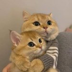 Cat Hugging
