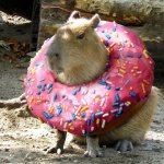 Donut Capybara meme