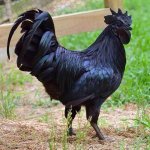 Big black chicken