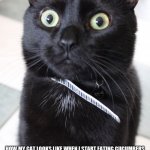 Woah Kitty Meme | HOW MY CAT LOOKS LIKE WHEN I START EATING CUCUMBERS | image tagged in memes,woah kitty,funny,funny memes,funny meme,meme | made w/ Imgflip meme maker