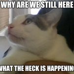 W-What is happening | WHY ARE WE STILL HERE; WHAT THE HECK IS HAPPENING | image tagged in w-what is happening | made w/ Imgflip meme maker