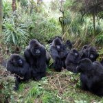 gorillas in a circle
