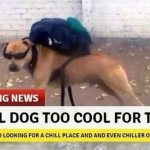 Local dog too cool for town meme