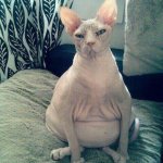 He | CHUBBY BINGUS; BOTTOM TEXT | image tagged in fat sphynx cat,bingus,cat,sphynx cat | made w/ Imgflip meme maker
