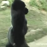 Gorilla Run GIF Template