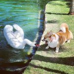 Dog and swan