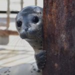 Seal bonjour shy look