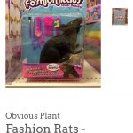 Fashion rats