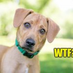Puppy WTF? | image tagged in puppy wtf | made w/ Imgflip meme maker