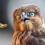 Owl Looking at a Bee