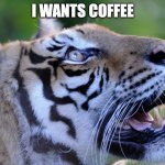 Tiger wants coffee | I WANTS COFFEE | image tagged in tiger want,coffee | made w/ Imgflip meme maker