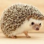 Hedge hog