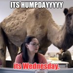 HUMPDAY | ITS HUMPDAYYYYY; its Wednesday. | image tagged in humpday,moose,yayaya,why am i doing this,stop reading the tags,oh wow are you actually reading these tags | made w/ Imgflip meme maker