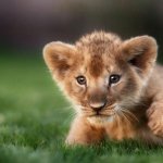 cub lion baby