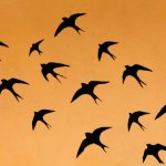 Migrating Swallows