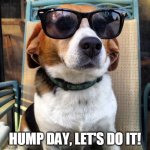Hump Day | HUMP DAY, LET'S DO IT! | image tagged in beagle sunglasses | made w/ Imgflip meme maker