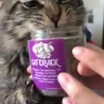 don't let your cat eat catnip GIF Template