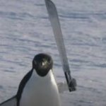 penguin ft. macchetie