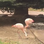 Restless flamingo GIF Template