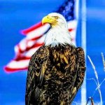 edagle