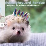 Fondue hedgehog temp