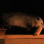 Possum with nut roll